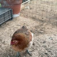 Coppia Galline Araucana