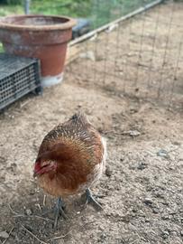 Coppia Galline Araucana