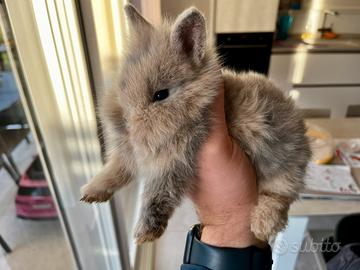 Conigli coniglio nano testa di leone