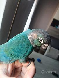 Pappagallo Pyrrhura molinae