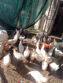 Galline Ovaiole