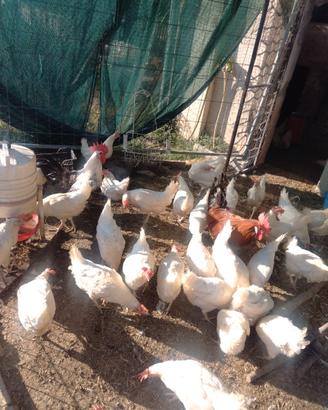 Galline Ovaiole