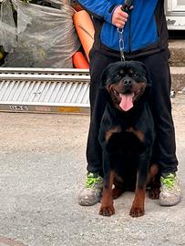 Rottweiler disponibili x monta