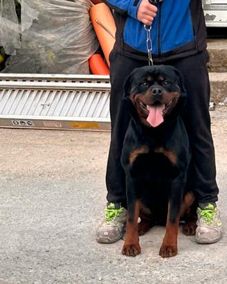 Rottweiler disponibili x monta