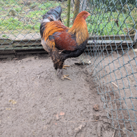 Brahma