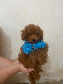 Barboncino red toy