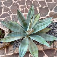 Agave liscia stupenda