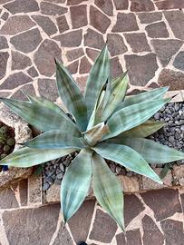 Agave liscia stupenda