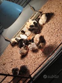 Galline e fagiani ornamentalj