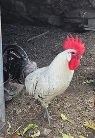 Gallo