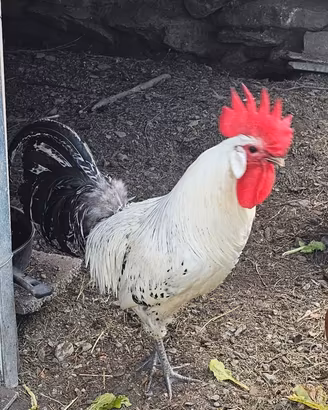 Gallo