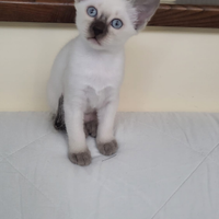 Gattini siamesi