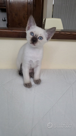 Gattini siamesi