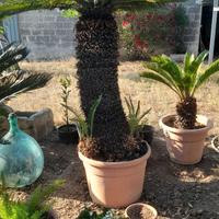 Cycas o cicas