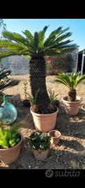 Cycas o cicas