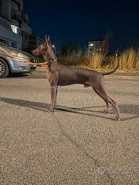 Splendido maschio di Xoloitzcuintle