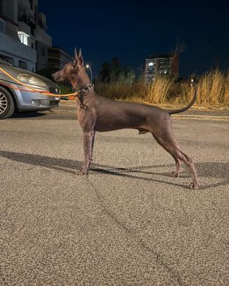 Splendido maschio di Xoloitzcuintle