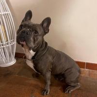 Bulldog francese disponibile per monta