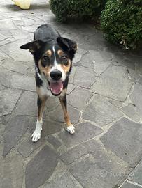 Cagnolina di 3 anni solo 18kg - medio contenuta