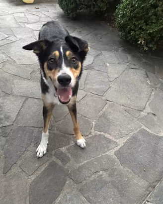 Cagnolina di 3 anni solo 18kg - medio contenuta