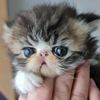 Cuccioli di persiani ad alta genealogia