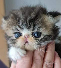 Cuccioli di persiani ad alta genealogia