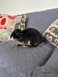 Coniglio 7 mesi + gabbia xxl