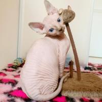 Sphynx cucciola