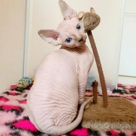 Sphynx cucciola