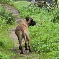 Bullmastiff