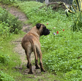 Bullmastiff