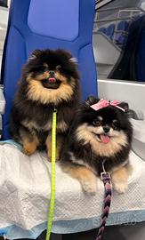 Monta Volpino pomerania black & tan accoppiamento