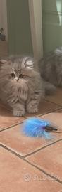 Gatta persiana chinchilla blu golden