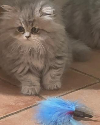 Gatta persiana chinchilla blu golden