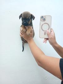 Pincher chihuahua femmina