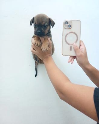 Pincher chihuahua femmina