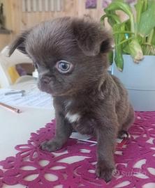 Chihuahua Femmina Lilac Pelo Lungo