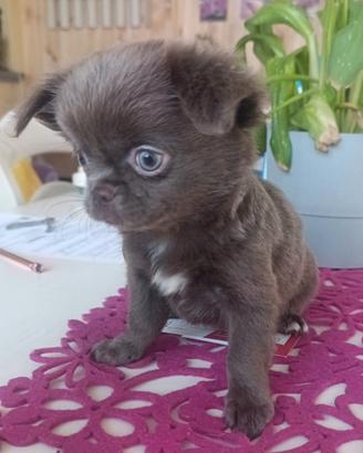 Chihuahua Femmina Lilac Pelo Lungo
