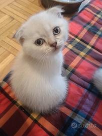 Scottish fold
