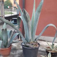 Agave