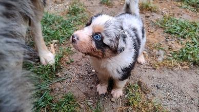 cuccioli di pastore australiano