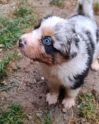 cuccioli di pastore australiano