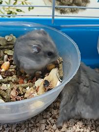Cuccioli di criceti