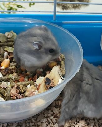 Cuccioli di criceti