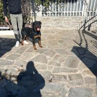 Rottweiler per monta
