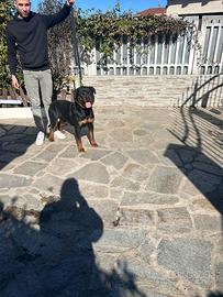 Rottweiler per monta