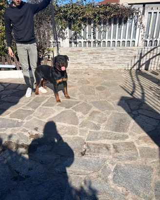Rottweiler per monta