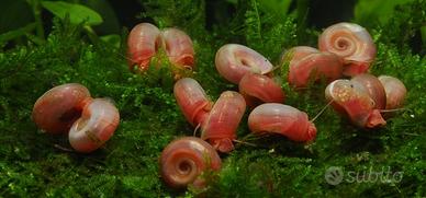 Lumache acquario (planorbarius pink e Leopard)