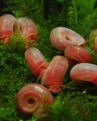 Lumache acquario (planorbarius pink e Leopard)