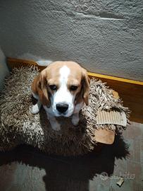 Beagle con pedigree